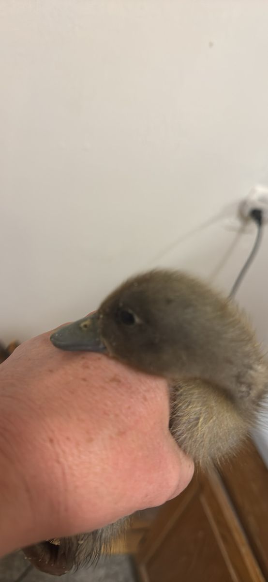 Swedish and Cayuga ducklings!