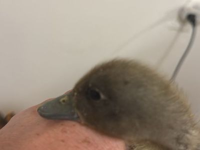 Swedish and Cayuga ducklings!