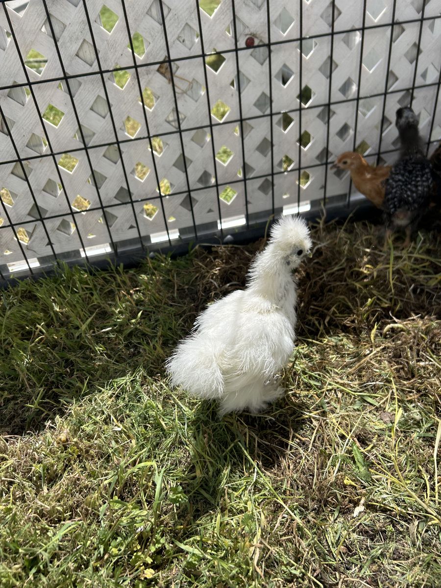 Silkie Chicken 4 weeks old