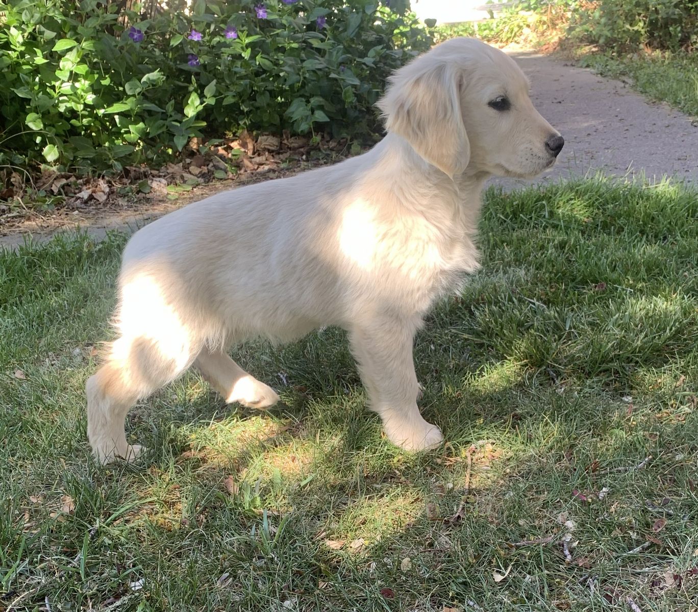 AKC purebred Light Golden Retriever puppies