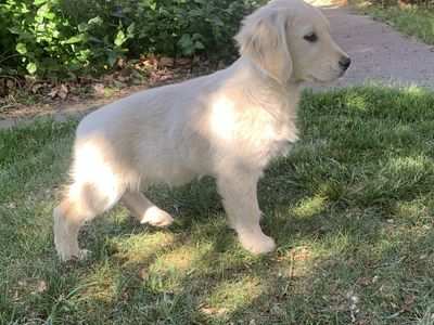 AKC purebred Light Golden Retriever puppies
