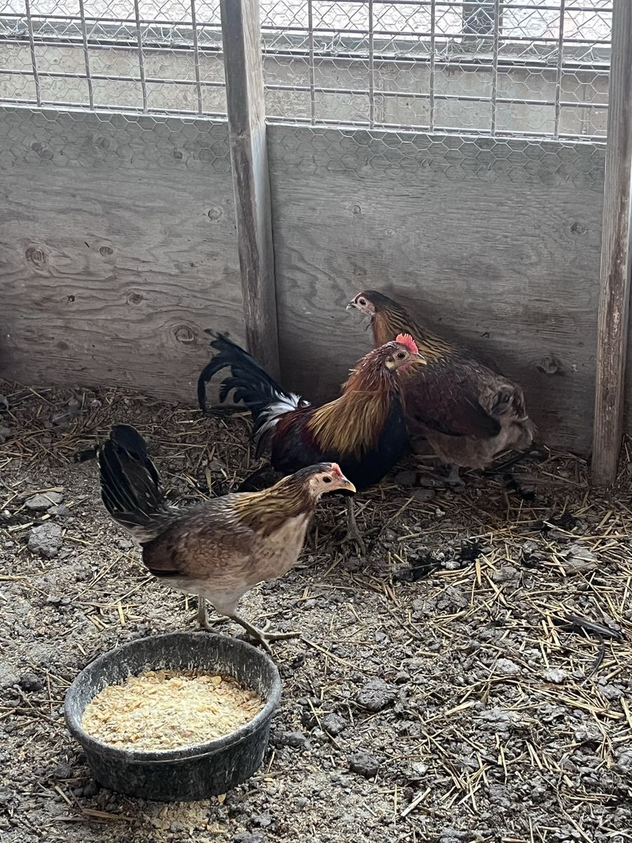Game Fowl Hens