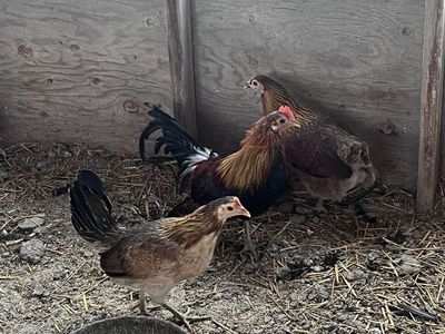 Game Fowl Hens