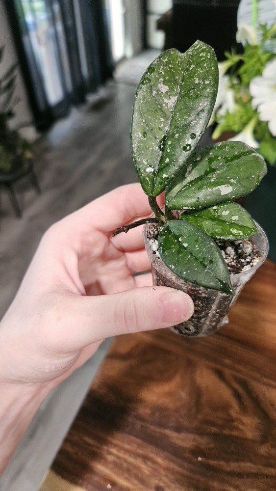 Hoya Wilbur Graves China