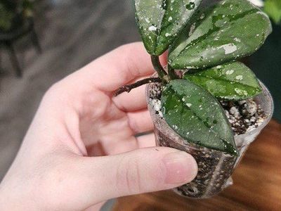 Hoya Wilbur Graves China