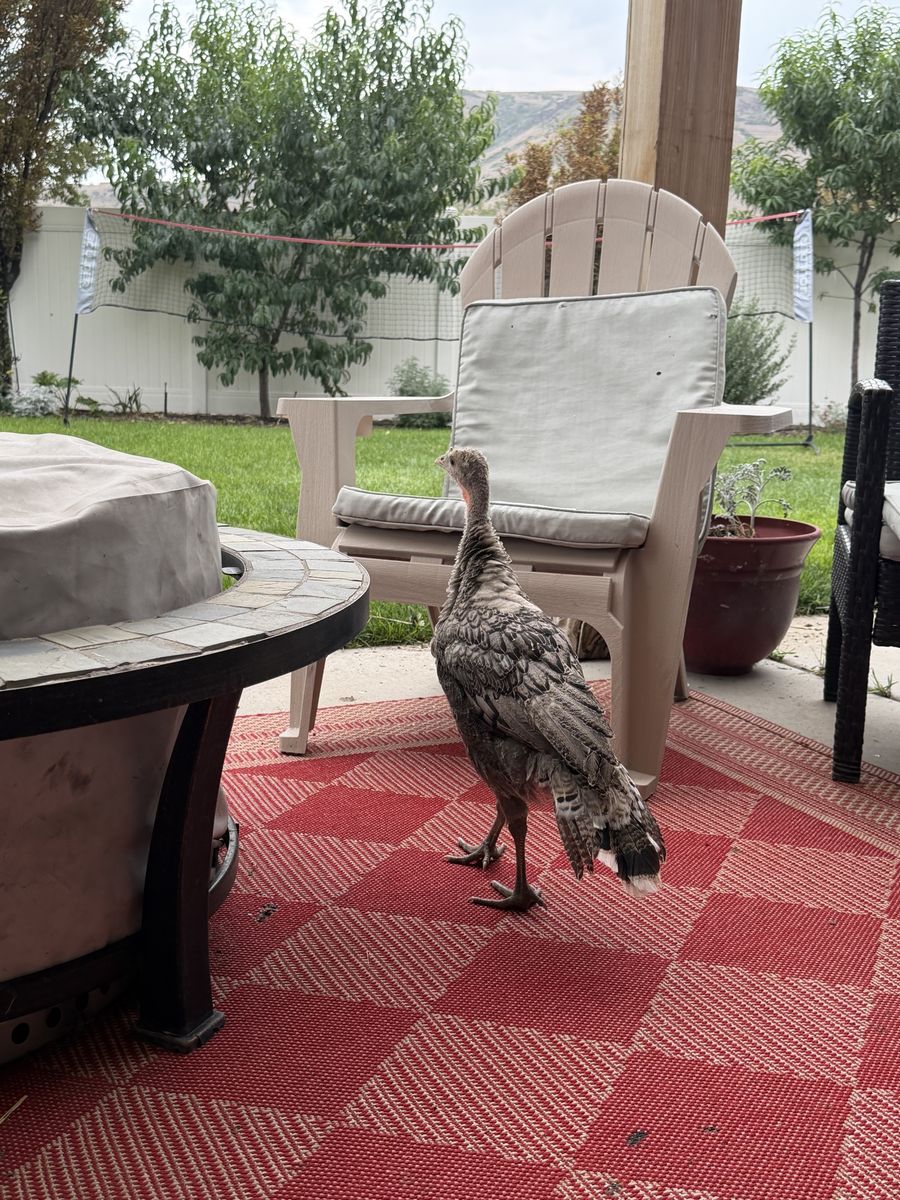 Only 4 left! Two-Month-Old Free-Range Narragansett Turkey Poults, Beautiful and Friendly Heritage Breed