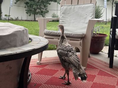 Only 4 left! Two-Month-Old Free-Range Narragansett Turkey Poults, Beautiful and Friendly Heritage Breed