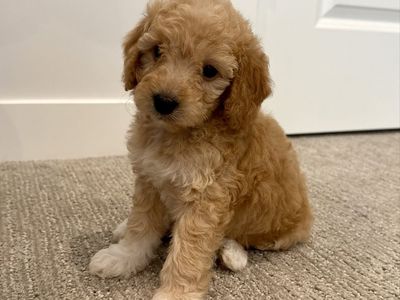 CUTEST Mini Goldendoodle Puppies ever!!
