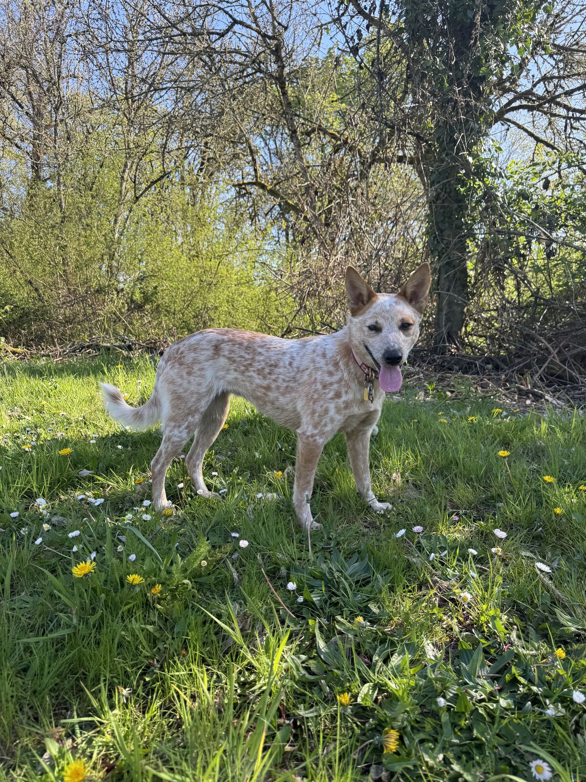 Australian Cattle Dog / Red Heeler