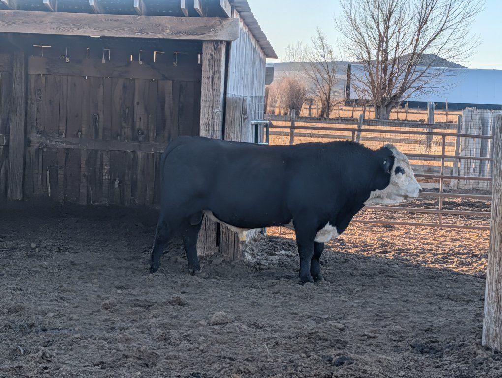 Black Hereford Bull