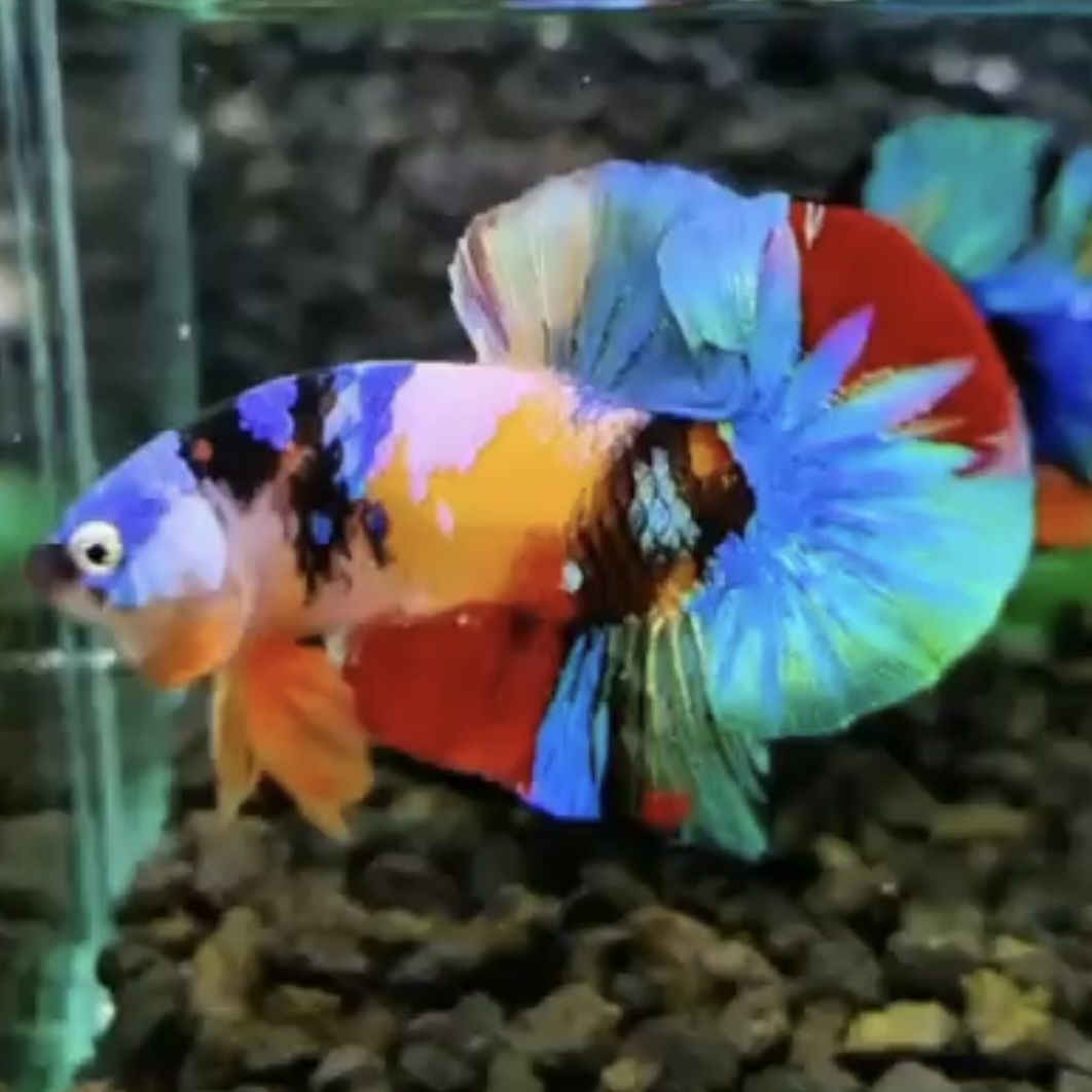 Main image 2