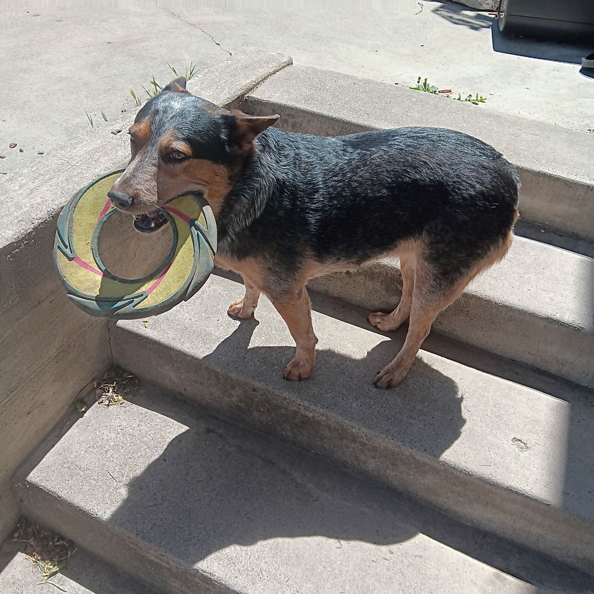 4 year old blue heeler