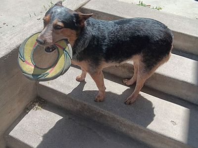 4 year old blue heeler