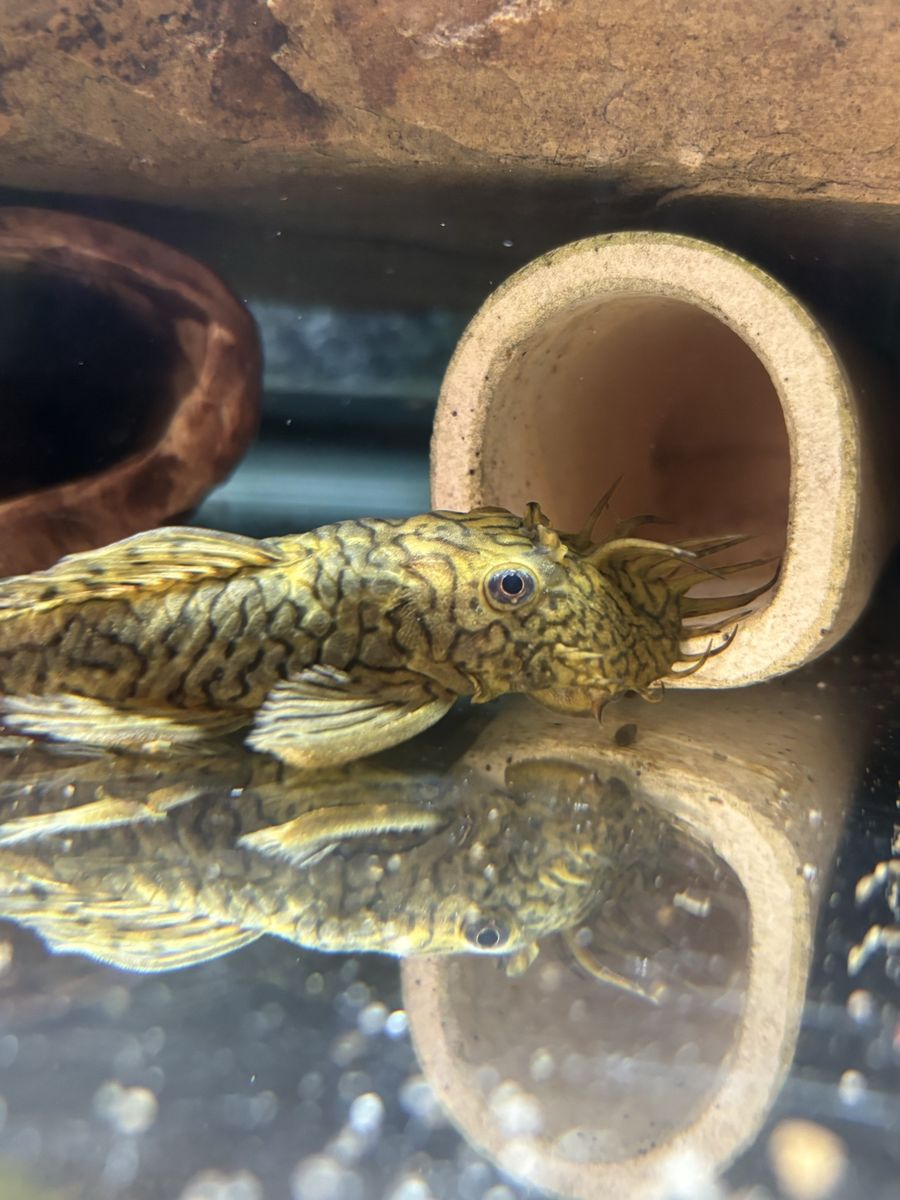L159 Luzia bristlenose Pleco