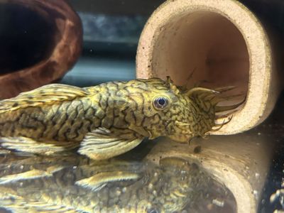 L159 Luzia bristlenose Pleco
