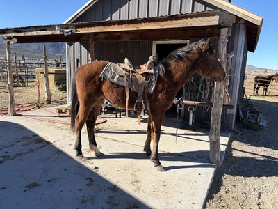 Half draft mare Ready to start riding