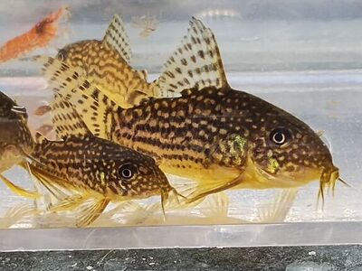 SALE Sterbai Corydora