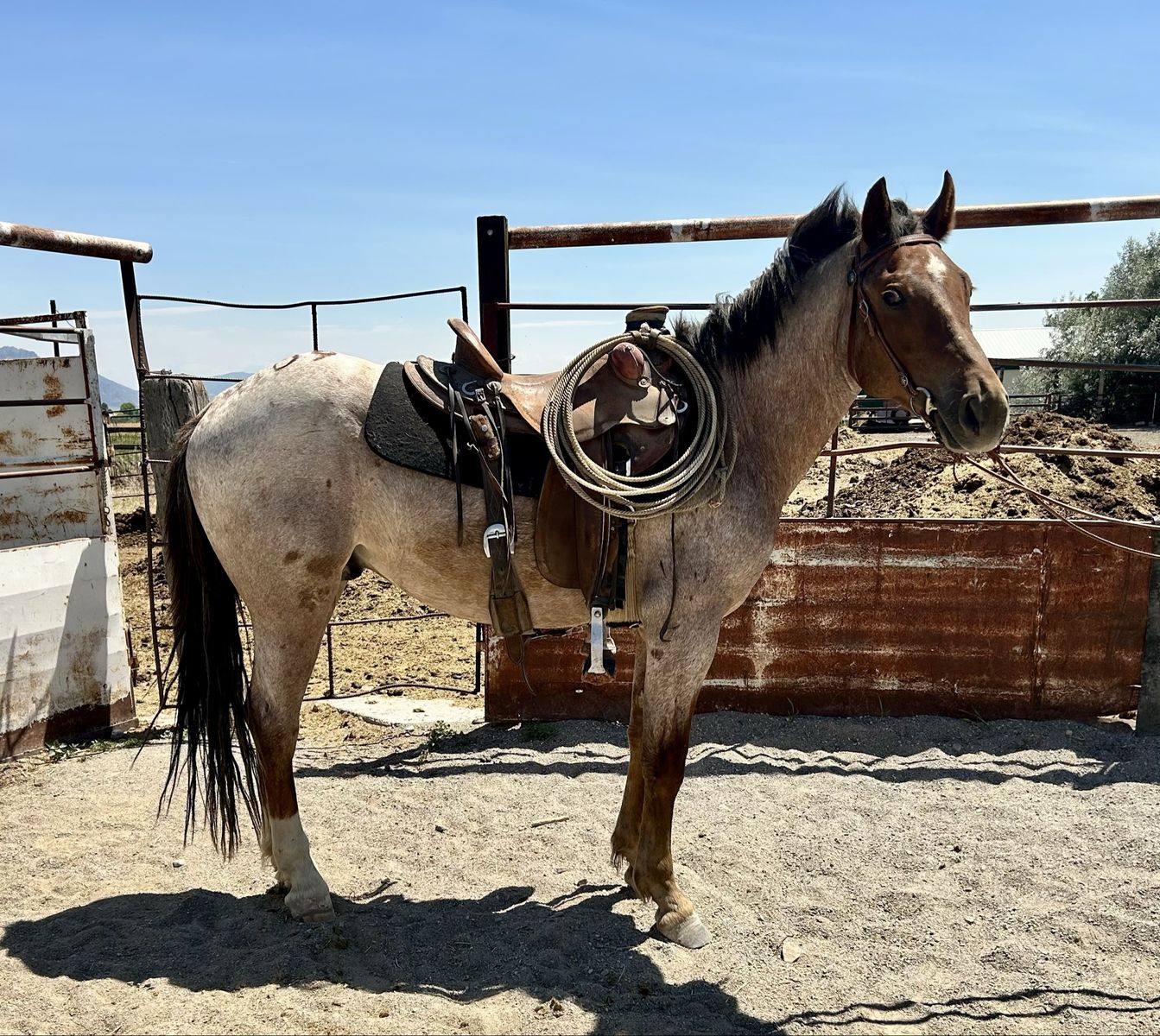 1/4 Draft Gelding