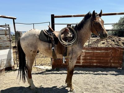 1/4 Draft Gelding