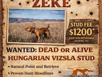 Hungarian Vizsla Stud for Sale
