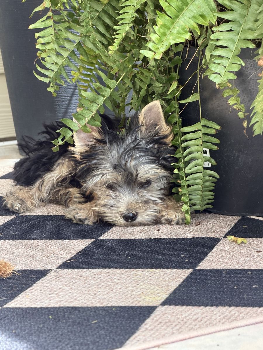 Yorkie male-price reduced