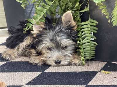 Yorkie male-price reduced
