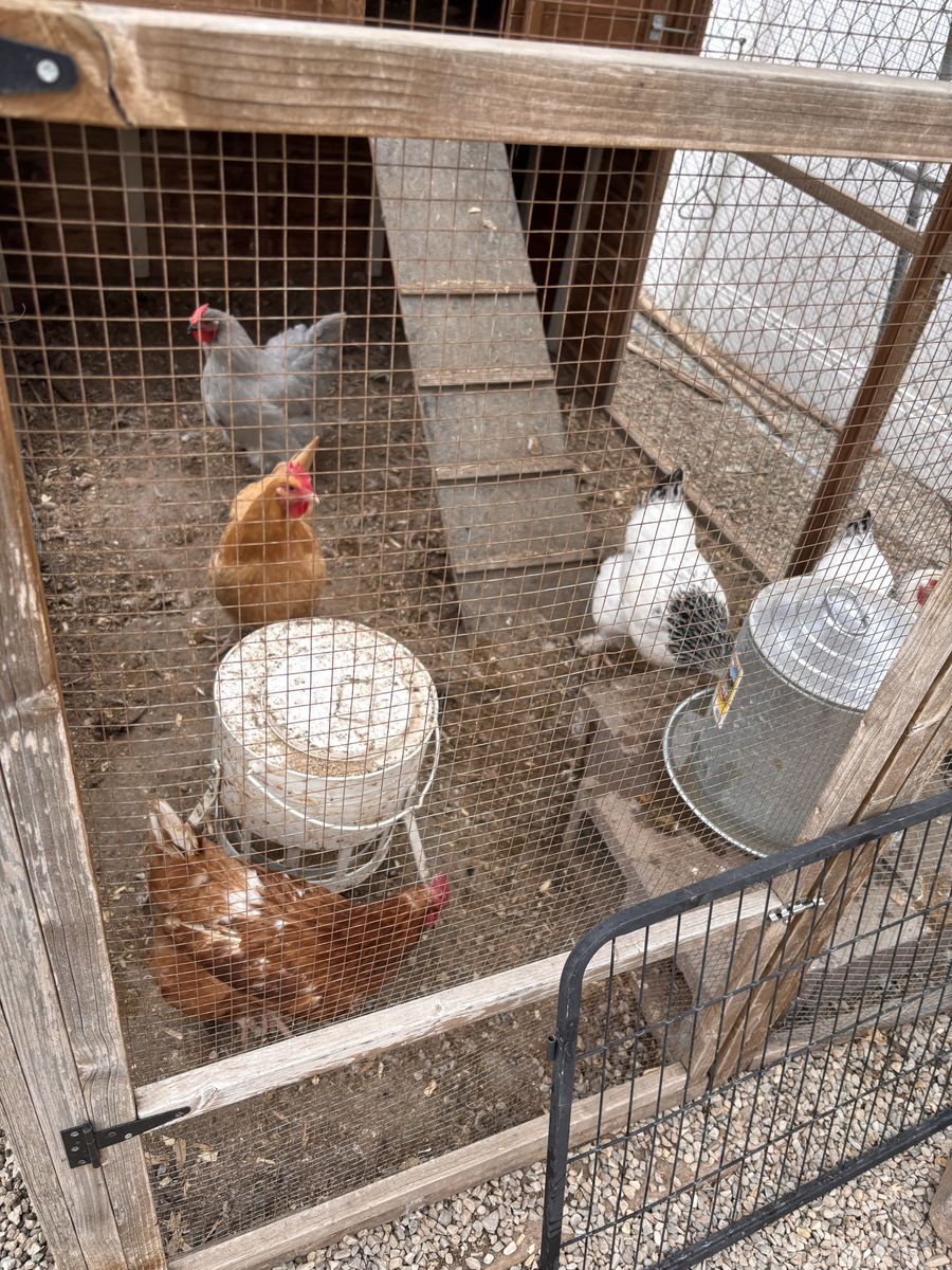 Free Chickens