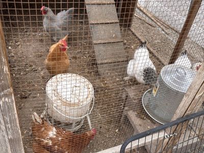Free Chickens