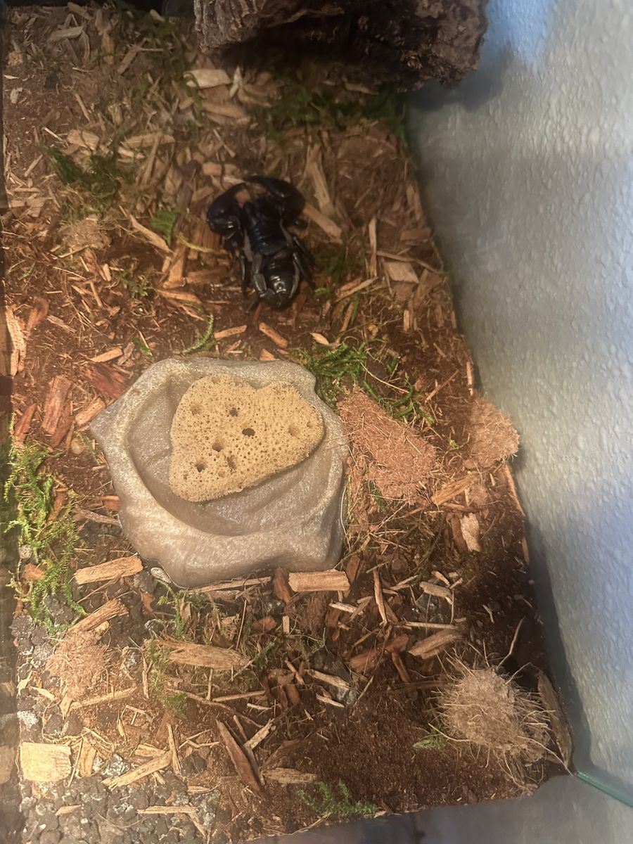 Black Asian Forest Scorpion