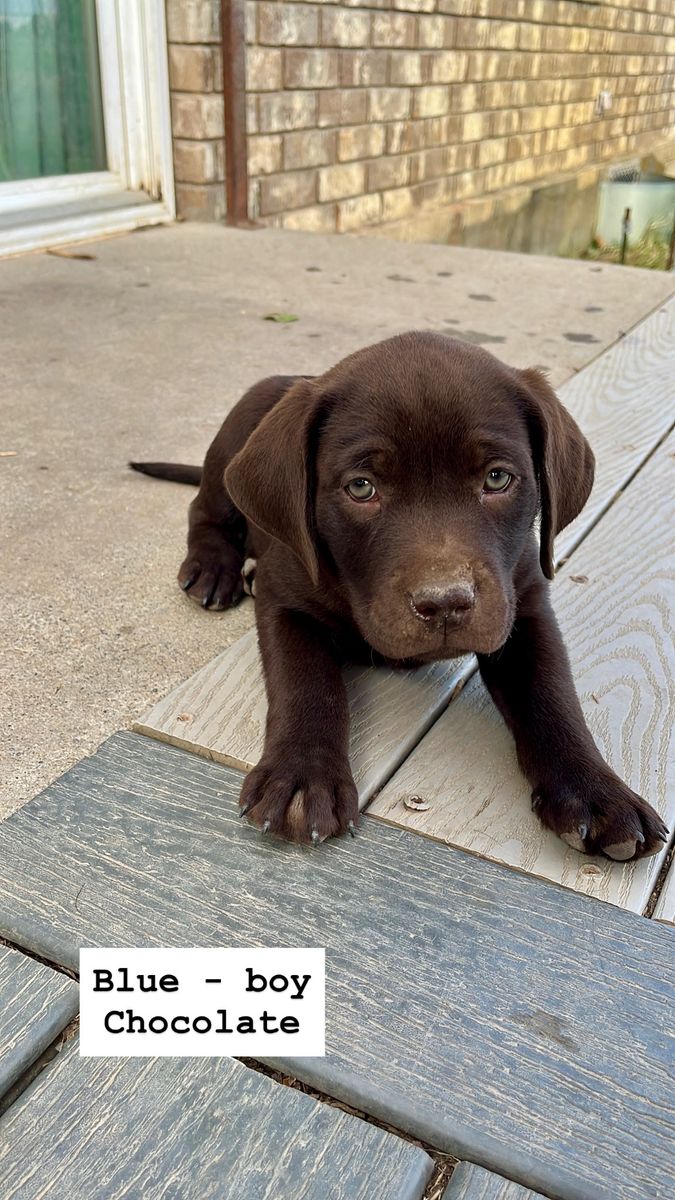 AKC Lab Puppies