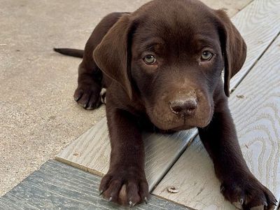 AKC Lab Puppies