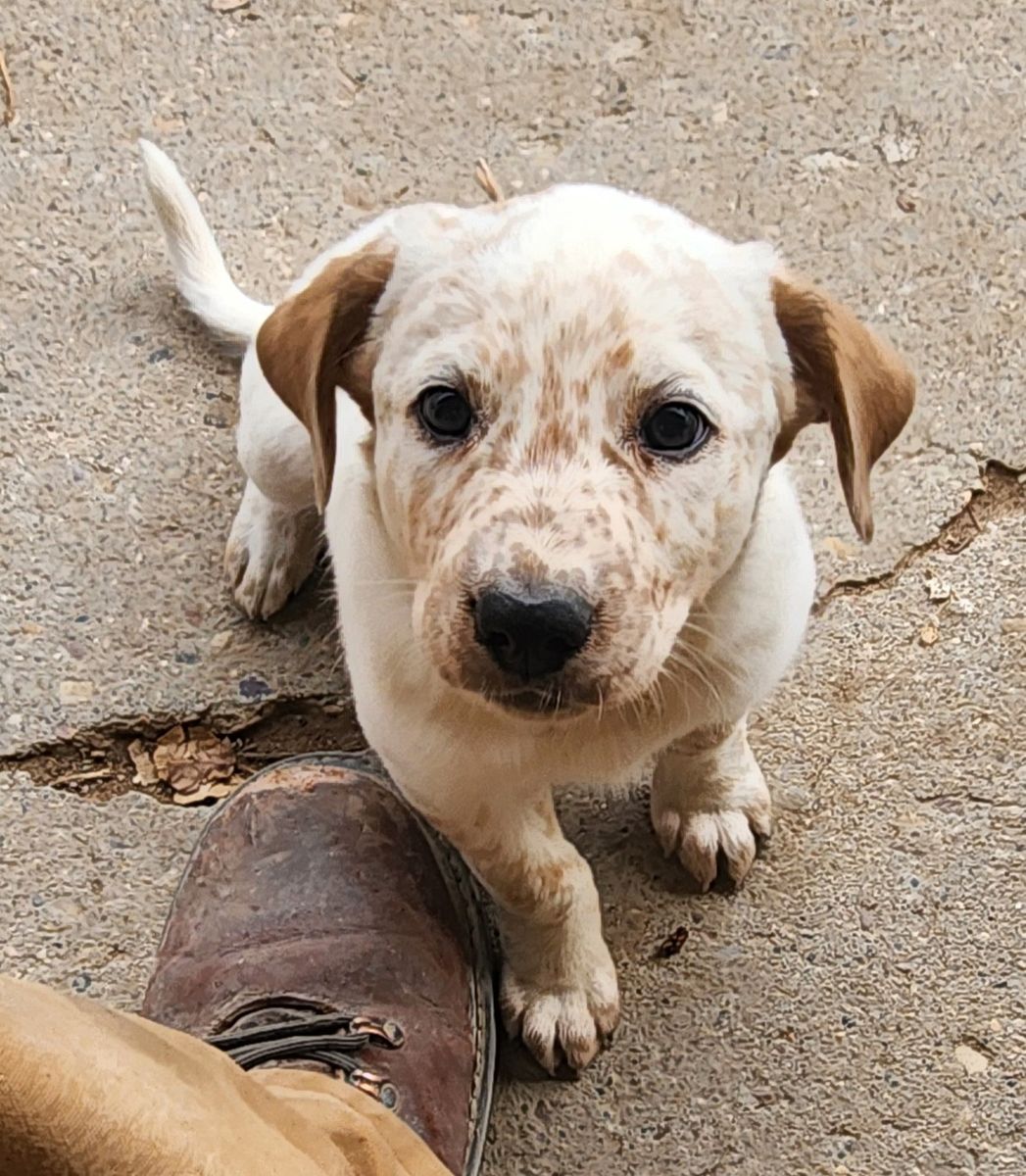Basenji mix puppies -  1 Female - Looking for her forever home!