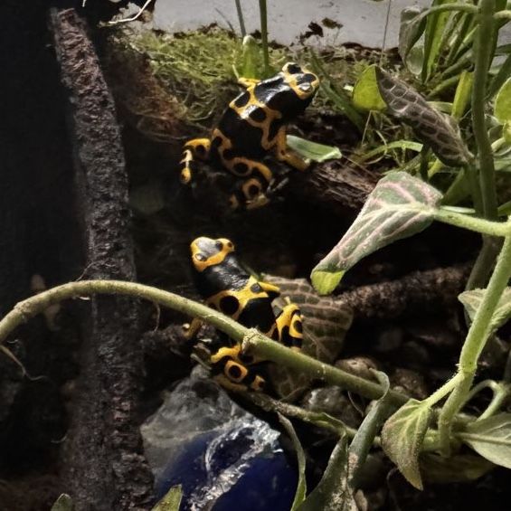 Two Adult Bumblebee Dart Frogs