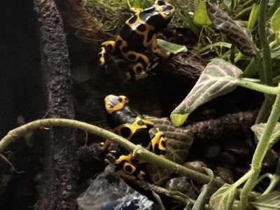 Two Adult Bumblebee Dart Frogs