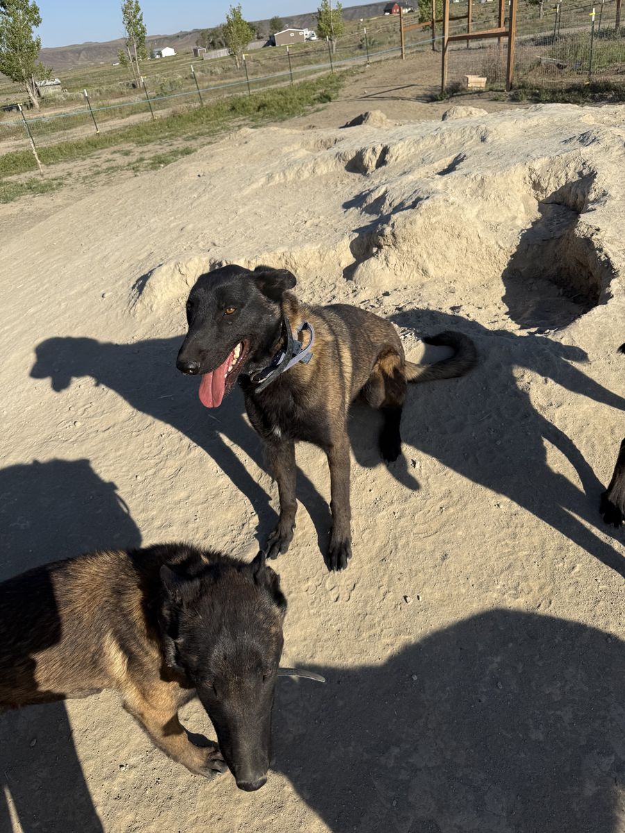 Belgian Malinois