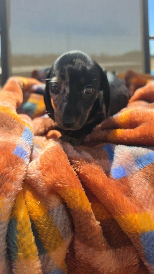 Adorable Dachshund Puppy - female Dapple Coat, Ready for a Loving Home!