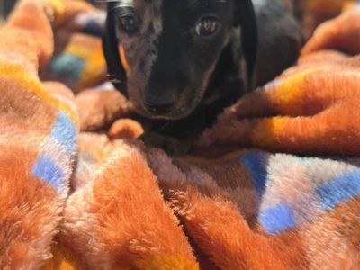Adorable Dachshund Puppy - female Dapple Coat, Ready for a Loving Home!