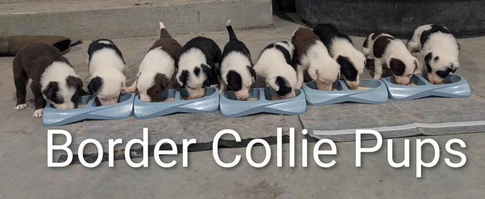 Border Collie Puppies