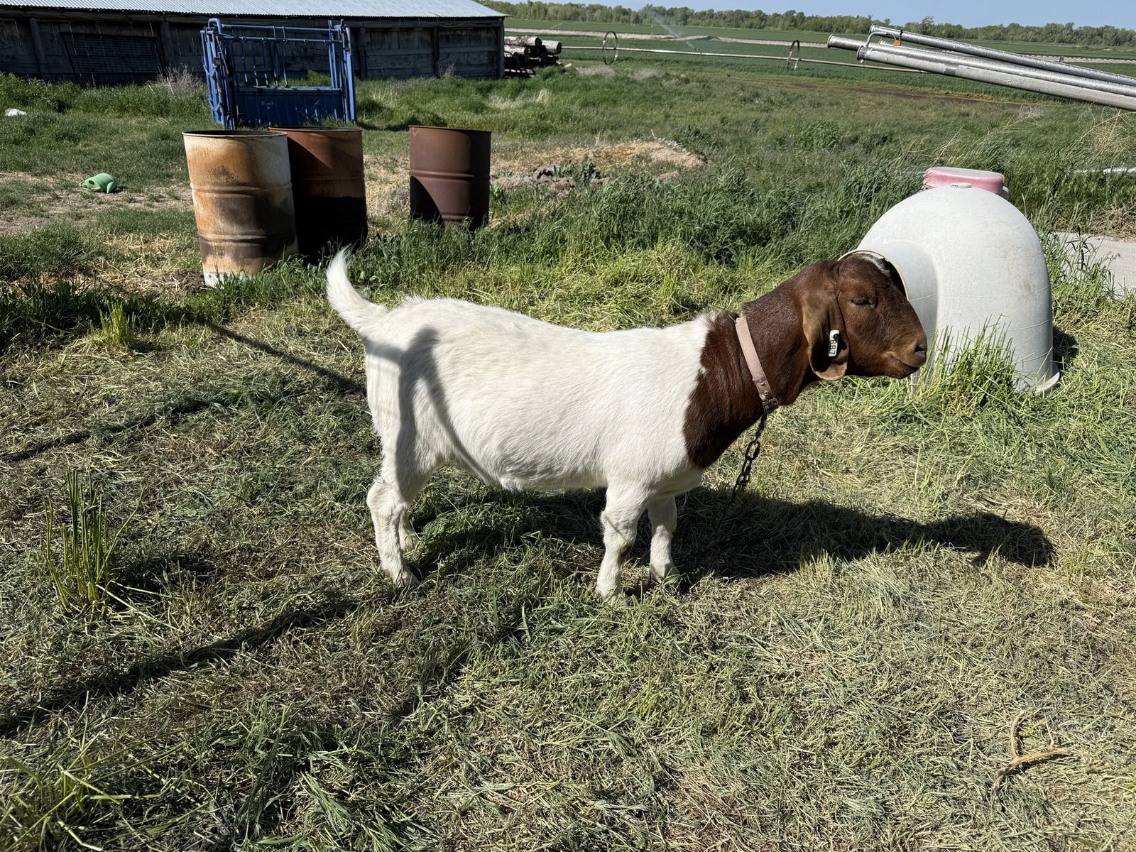 Boer goat