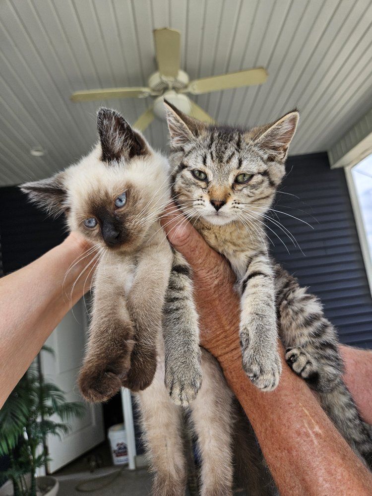 Darling Kittens