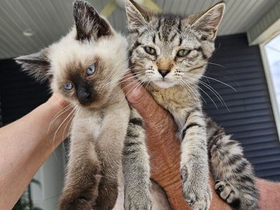 Darling Kittens