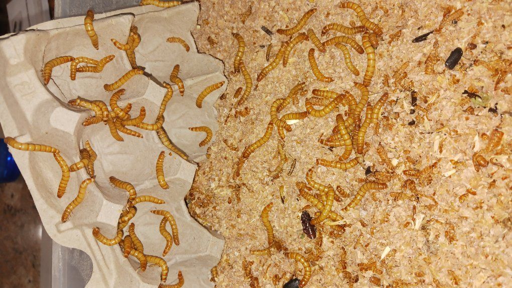 mealworms for sale $15 for 100