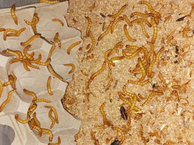 mealworms for sale $15 for 100