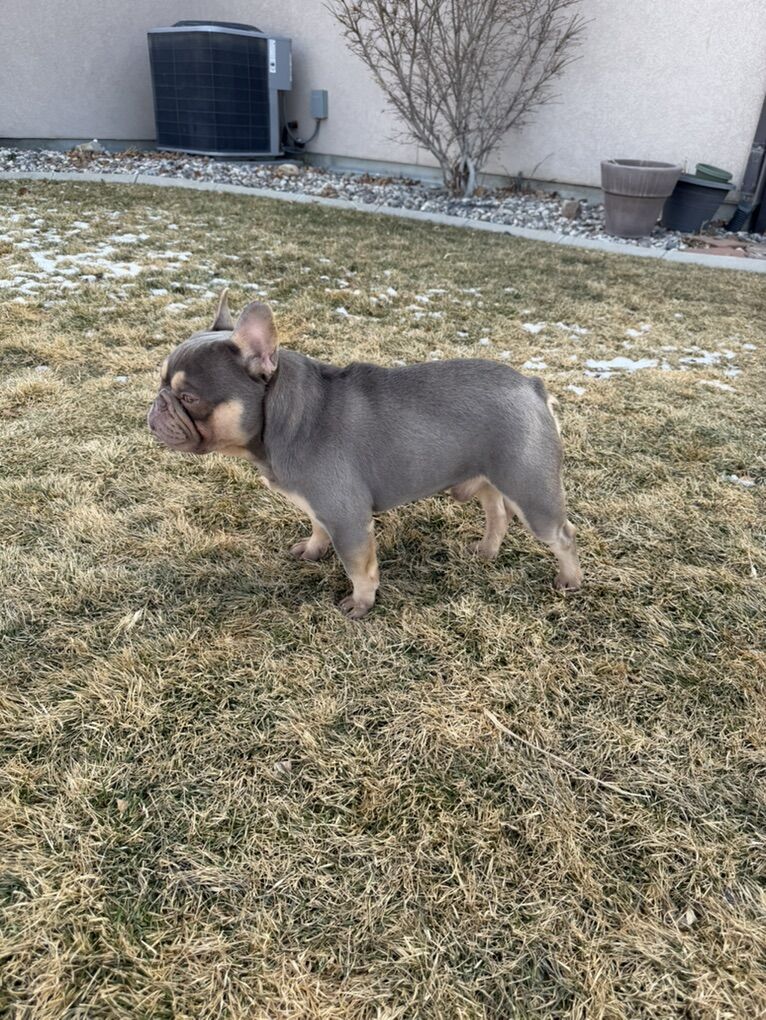 TINY French Bulldog w/Fluffy & Rojo STUD
