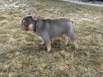 TINY French Bulldog w/Fluffy & Rojo STUD