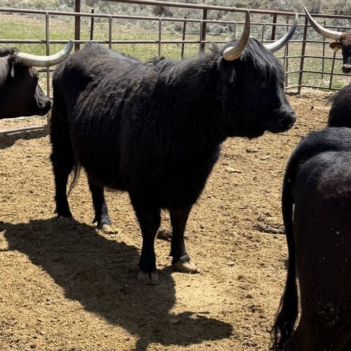 Highlander heifer A I’d May  1st