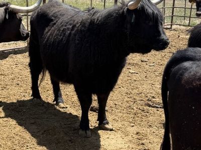 Highlander heifer A I’d May 1st