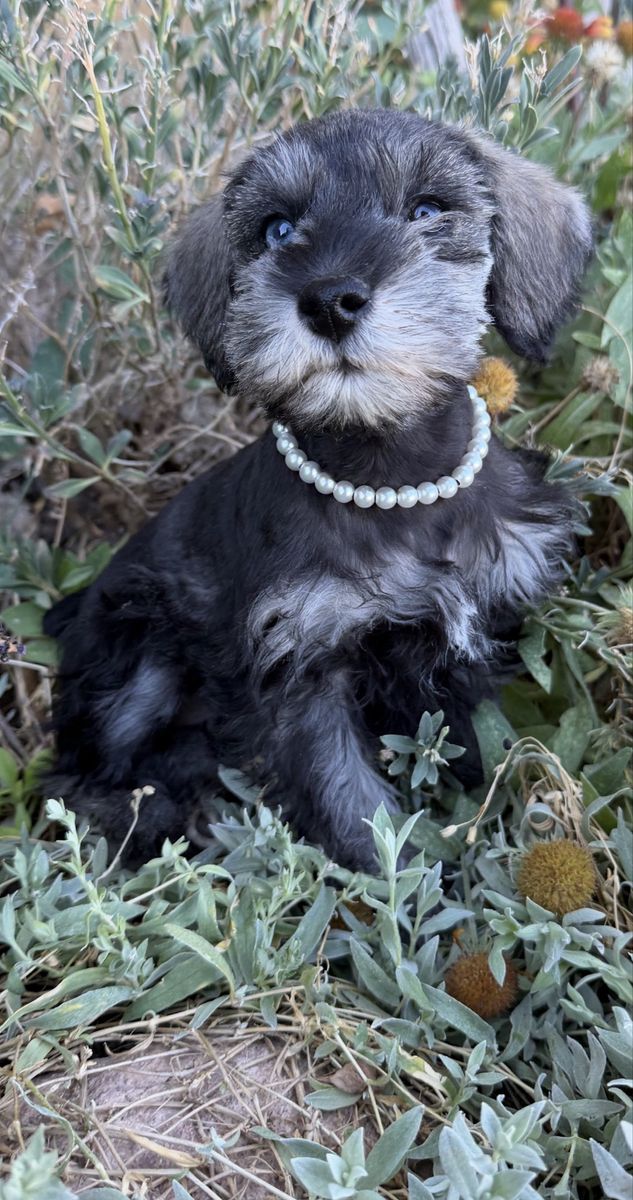 HEALTHY TOY/MINI PURBREED FEMALE SCHNAUZER PUPPY, POTTY TRAINED! W/ MEGA SOFT FUR/ RARE BLUE EYES $1200