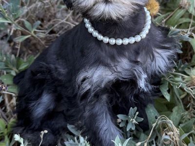 HEALTHY TOY/MINI PURBREED FEMALE SCHNAUZER PUPPY, POTTY TRAINED! W/ MEGA SOFT FUR/ RARE BLUE EYES $1200