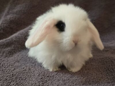 Holland Lop (Doe)